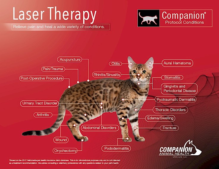 laser therapy